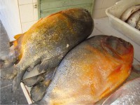 /album/galeria%20de%20fotos%20rio%20s%c3%a3o%20francisco%20/a3peixe-jpg1/